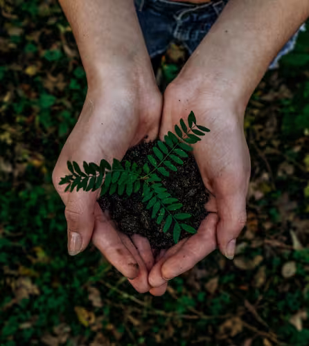 Une personne tient une motte de terre dans laquelle se trouve une jeune plante.