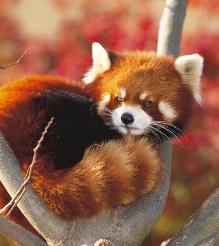 panda roux dans un arbre 