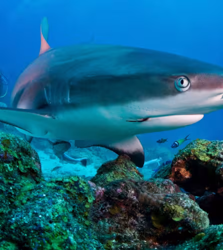 Requin de récif (Triaeonodon obesus), département des Islas de la Bahía (Honduras)