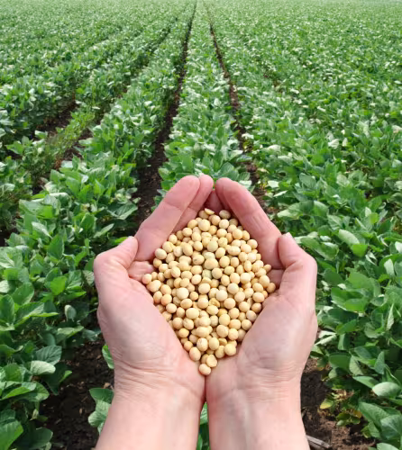 Champ de soja certifié RTRS au Mato Grosso (Brésil)