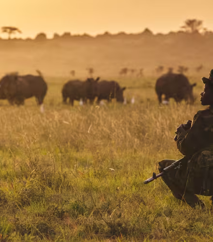 Doreen Adongo, garde forestière du Kenya Wildlife Service au parc national de Nairobi, surveille un rhinocéros blanc (Ceratotherium simum) au crépuscule. Parc national de Nairobi, Kenya.