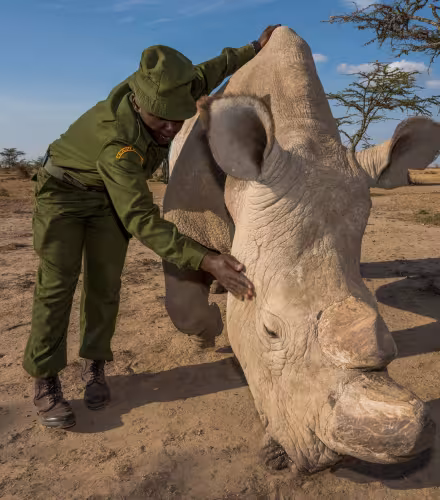 Rhinocéros blanc du Nord (Ceratotherium simum cottoni) soigné par des rangers. Ol Pejeta. Kenya, Afrique.