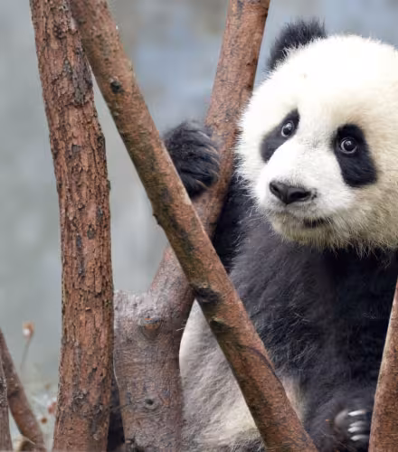 Bébé panda géant (Ailuropoda melanoleuca) au Centre de recherche sur l'élevage du panda géant de Chengdu, en Chine.
