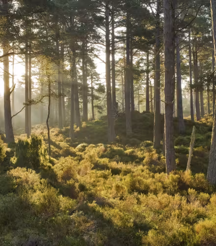 Forêt de pins calédoniens (pinus caribaea), Parc national des Cairngorms, Écosse
