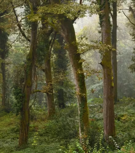 Projet Forestier de Tilhouse, dans les Hautes-Pyrénées