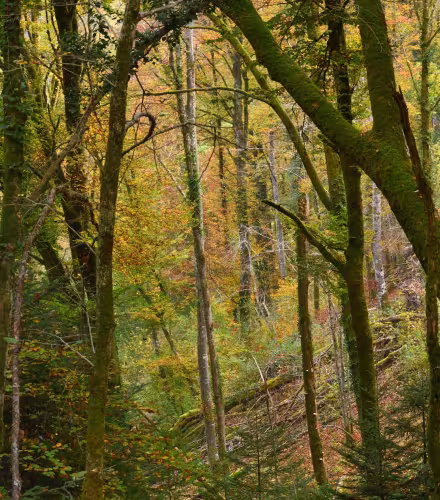 foret sigfra - Nature impact