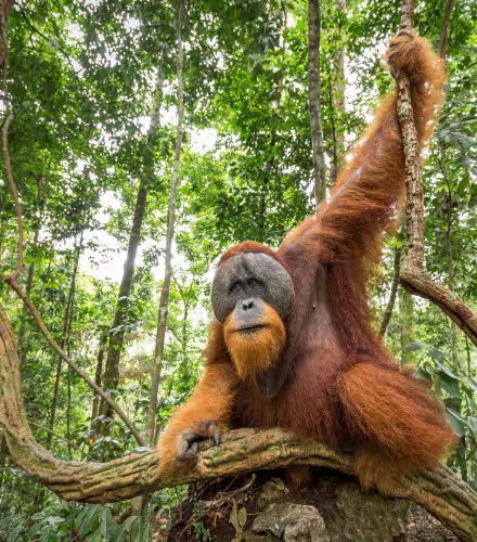 Orang-outan de Sumatra mâle à bride (Pongo abelii), parc national de Gunung Leuser, Sumatra