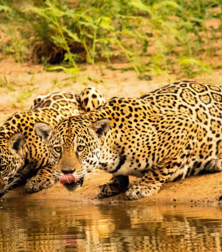 Jaguar (Panthera onca) et son petit observés après l’aube se nourrissant d’un caïman chassé par la mère dans la réserve Estância Caiman, au Brésil.