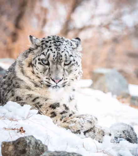 Panthère des neiges (Panthera uncia) en captivité, vallée de Naltar, Gilgit-Baltistan, Pakistan.