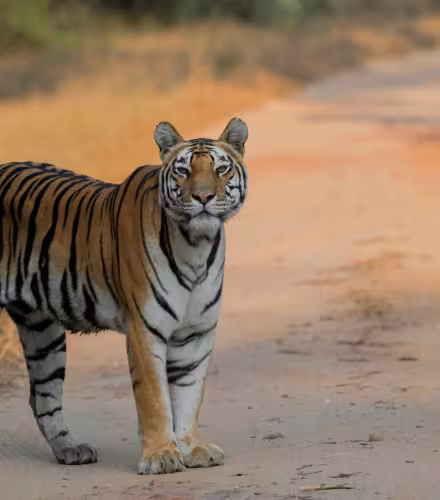 Tigre (Panthera tigris tigris) dans la réserve de tigres de Kanha, Madhya Pradesh, Inde.