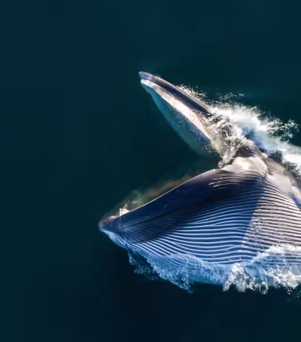 Vue aérienne d’un rorqual commun (Balaenoptera physalus) en train de se nourrir par engouffrement, la bouche grande ouverte et la gorge dilatée, dans le sud de la mer de Cortez (golfe de Californie), Basse-Californie, Mexique.