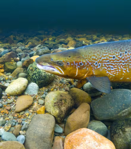 Un saumon atlantique mâle (*Salmo salar*) sur son territoire de reproduction dans la rivière Ness, Écosse, Royaume-Uni.