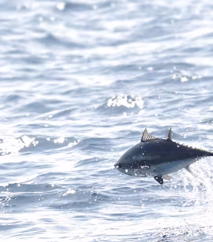Thon rouge de l’Atlantique (Thunnus thynnus) se nourrissant dans la mer Méditerranée.