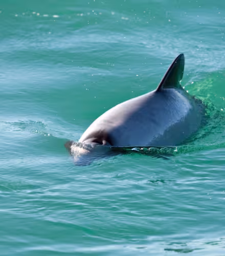 Les dauphins d’Hector préfèrent les eaux peu profondes et se trouvent donc généralement près des côtes, jusqu’en hiver où ils gagnent des eaux plus profondes, probablement en réponse aux déplacements de leurs proies.