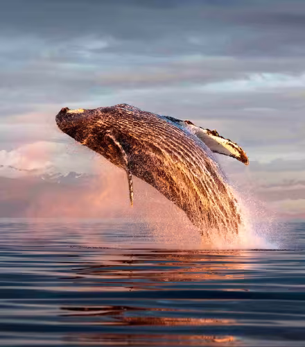 Baleine à bosse du Pacifique Nord (Megaptera novaeangliae kuzira) bondissant hors de l’eau au coucher du soleil, île Kupreanof, détroit de Frederick, Alaska, États-Unis, juillet.