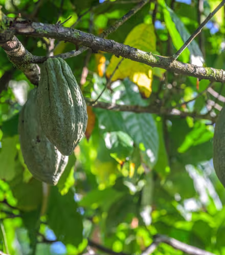 Cabosses de cacao en maturation à Pomio, en Papouasie–Nouvelle-Guinée