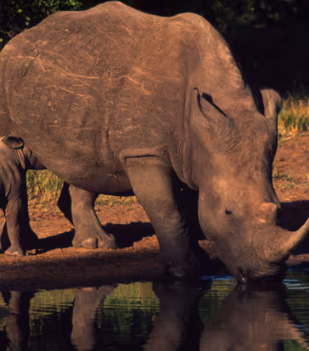 Ceratotherium simum Rhinocéros blanc. Veau de six semaines tétant pendant que sa mère boit dans un point d’eau. Afrique australe et Afrique de l’Est.