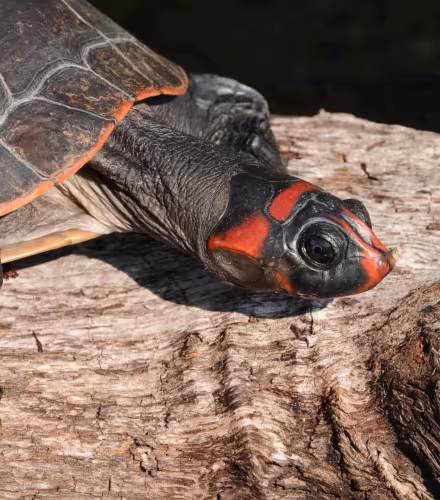 Tortue de l’Amazone à tête rouge (Podocnemis erythrocephala), lors de l’expédition WWF-Brésil Mariuá-Jauaperi, à la frontière entre les États d’Amazonas et de Roraima, Brésil.
