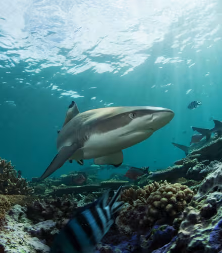 Requin pointe noire de récif (Carcharhinus melanopterus) nageant dans un récif.