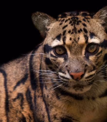 Portrait de la tête d’un léopard nébuleux (Neofelis nebulosa), en captivité.