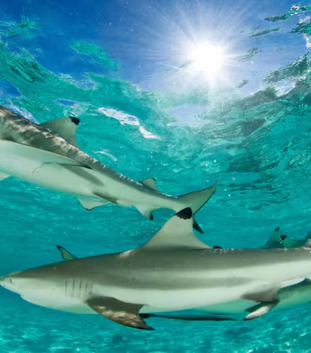 Groupe de requins pointe noire de récif (Carcharhinus melanopterus) nageant dans une mer turquoise peu profonde, atoll d’Aldabra, Seychelles, océan Indien.