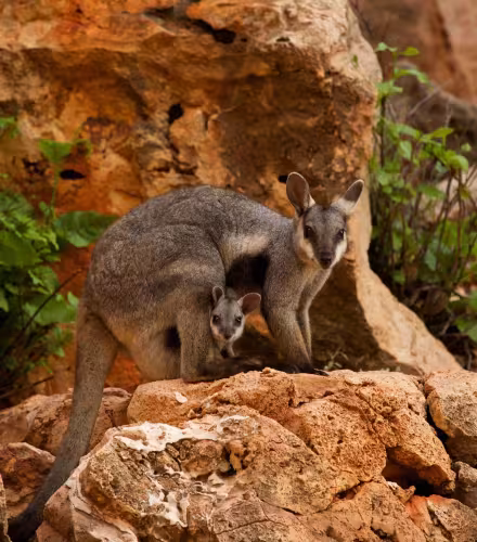 Wallaby des rochers à pieds noirs (Petrogale lateralis) avec son petit dans la poche, parc national de Cape Range, Exmouth, Australie-Occidentale.