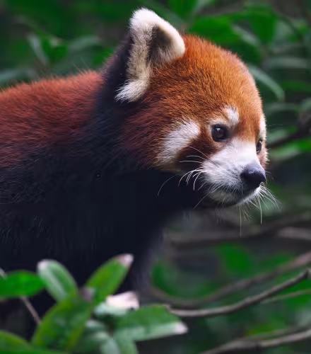Portrait de panda roux (Ailurus fulgens), réserve naturelle nationale de Wolong, district de Wenchuan, province du Sichuan, Chine.
