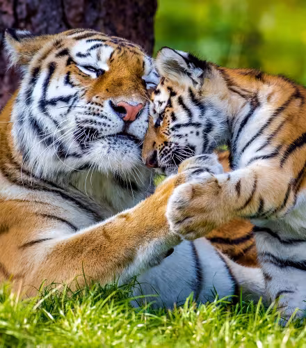 Tigre de l'Amour ou de Sibérie (Panthera tigris altaica) : femelle et petit âgé de trois mois, en captivité.
