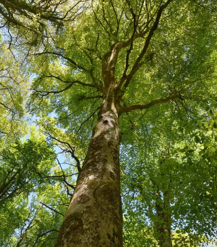 Forêt - Bois de la loge