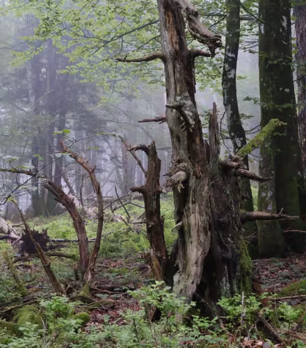 Foret de Fachan
