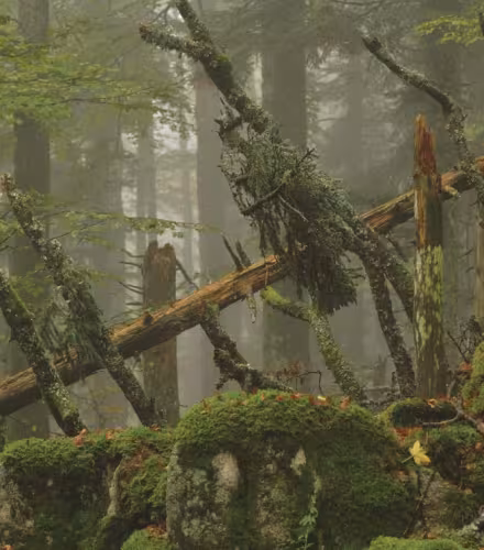 Foret de Wildenstein