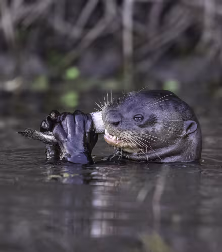 Loutre géante (Pteronura brasiliensis) mangeant un poisson dans l’eau