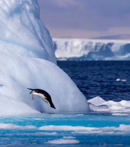 Deux manchots Adélie (Pygoscelis adeliae) plongeant d’un grand iceberg dans l’océan, en Antarctique