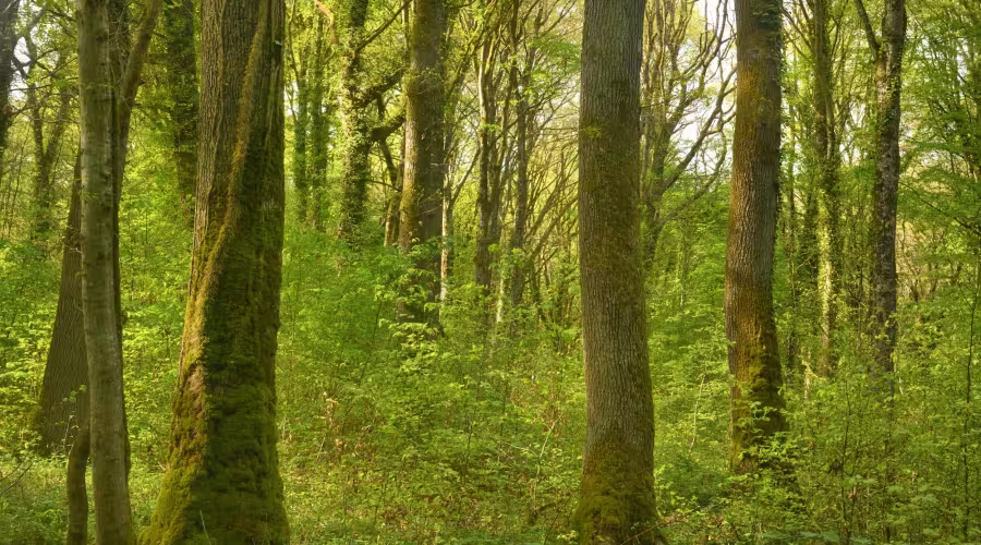 Forêt Bois de la Loge - Nature Impact