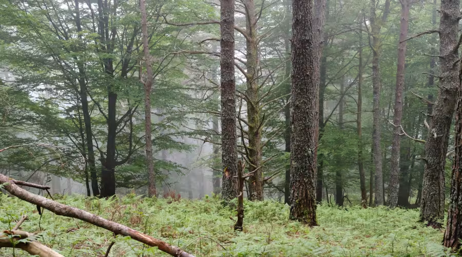 Forêt Fachan - Nature Impact