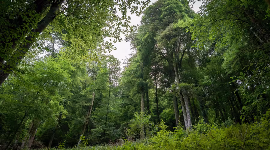 Forêt Lourdes - Nature Impact