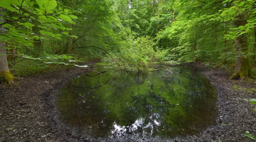 Forêt de Madine - Nature Impact
