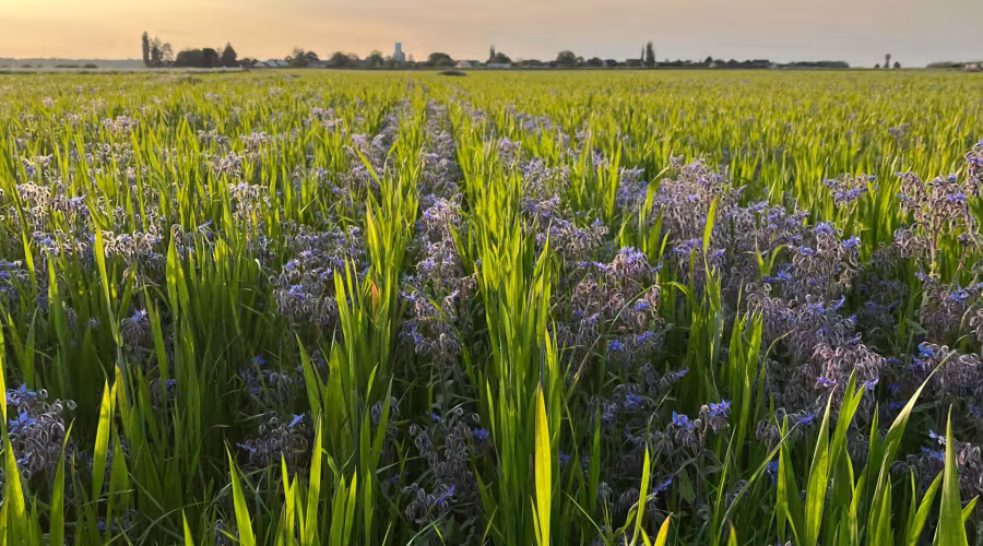 Champs agricole membre Crédits du Vivant