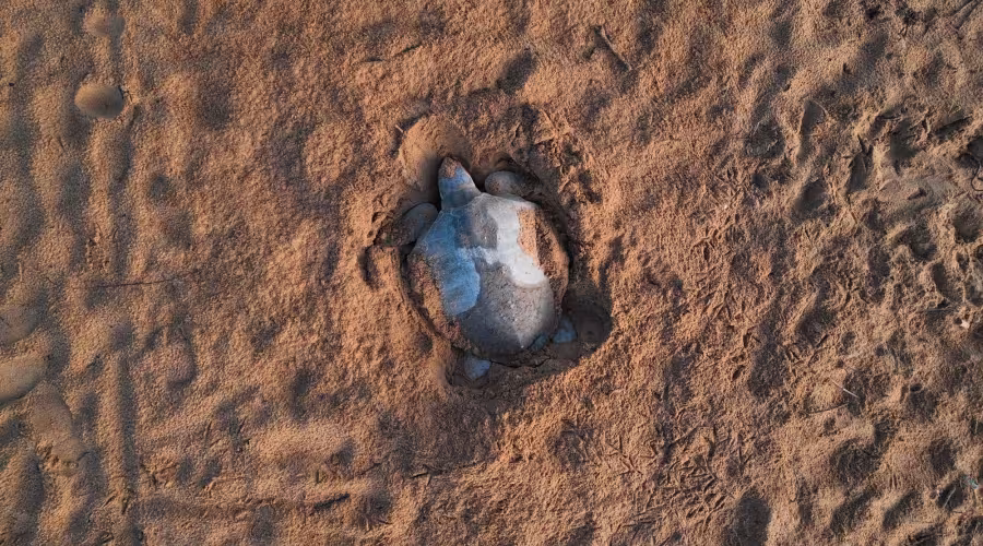 Tortue