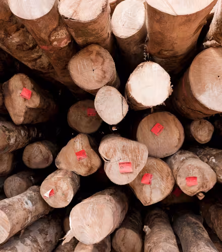 Bois certifié FSC de l'entreprise Kolombangara Forest Products Limited, Iles Salomon