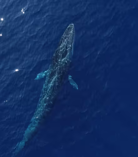 Vue aérienne d'un rorqual (Balaenoptera physalus) commun dans le Sanctuaire Pelagos, Méditerranée.