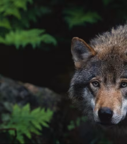 Loup européen (Canis lupus) en captivité , Zoo de Boras (Suède)