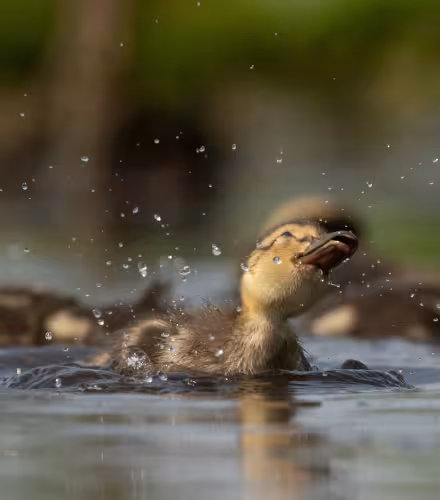 Un caneton colvert (Anas platyrhynchos) 