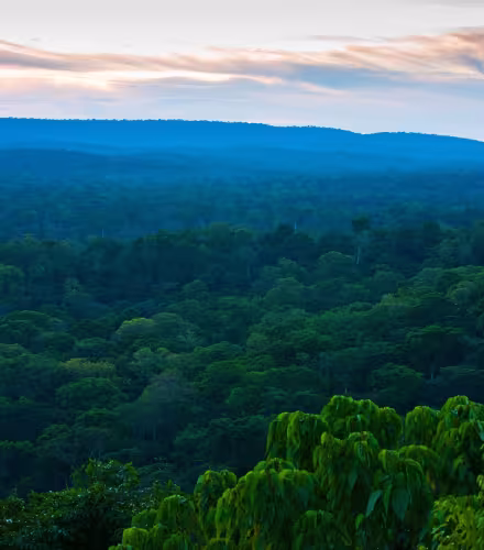Forêt dans le bassin du Congo
