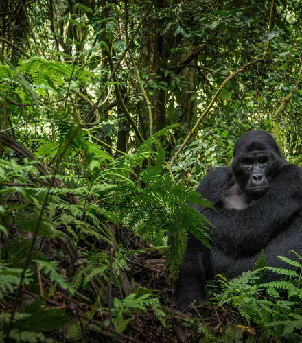 Gorille des montagnes (Gorilla beringei beringei) assis dans la forêt (Ouganda)