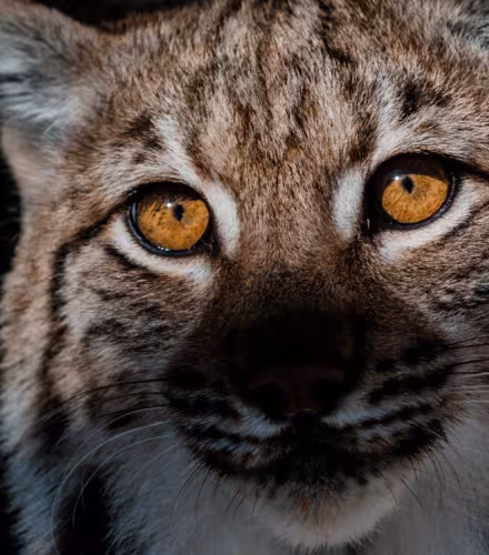 Vue rapprochée sur un Lynx (Lynx lynx)