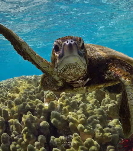 Tortue verte (Chelonia mydas)