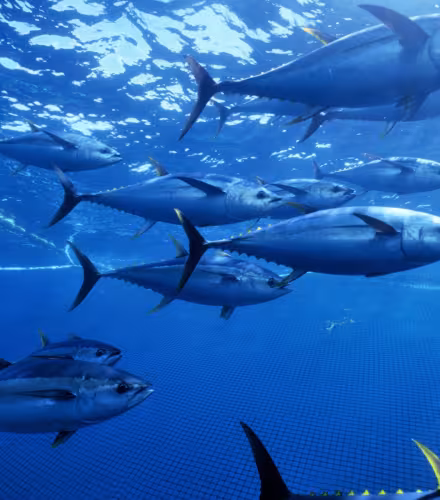 Banc de thons jaunes (Thunnus albacares), Océan Pacifique (Mexique)