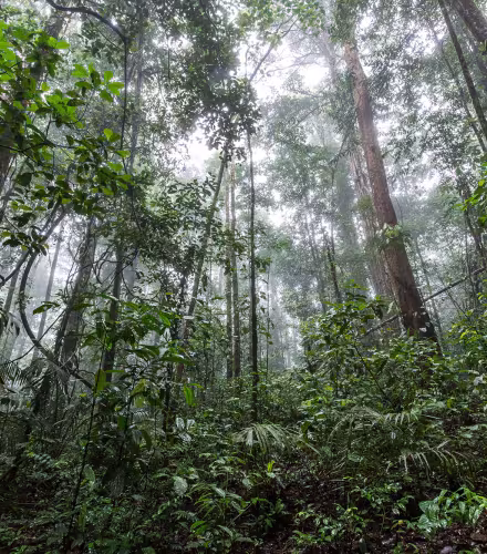 Au coeur de la forêt amazonienne
