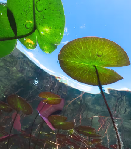Nénuphar-Eau-Douce-WWF